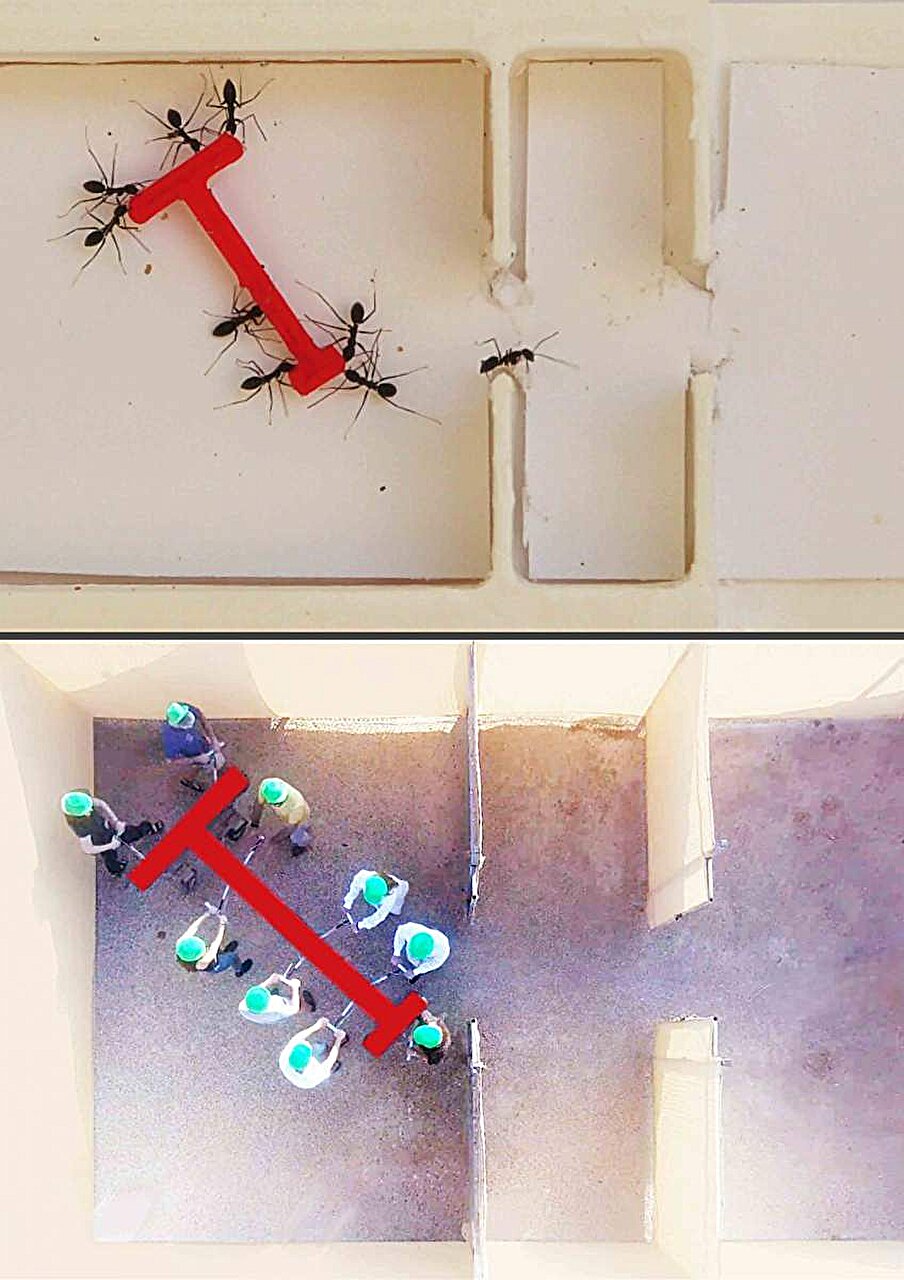 ants-vs-humans-putting