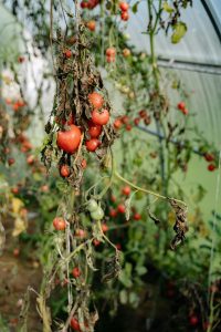 Tomatoes Growing in a Greenhouse